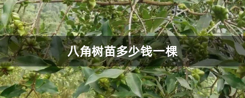 八角树苗多少钱一棵 八角树苗多少钱一棵