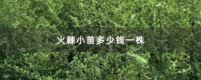 火棘小苗多少钱一株 火棘小苗多少钱一株