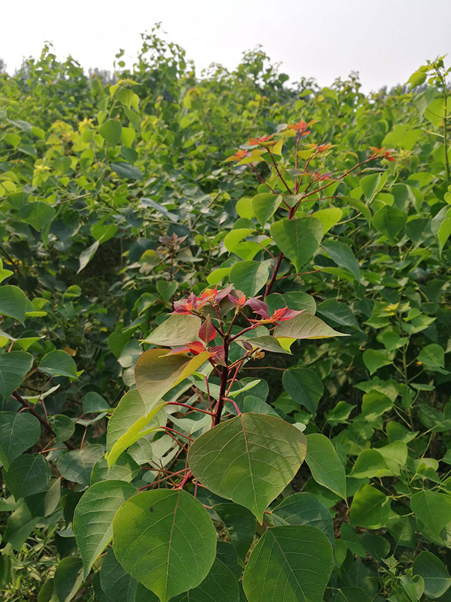 1590032074648833.jpg 乌桕树怎么栽成活率高?现在种植乌桕树苗有前景吗?