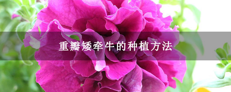 重瓣矮牵牛的种植方法 重瓣矮牵牛的种植方法
