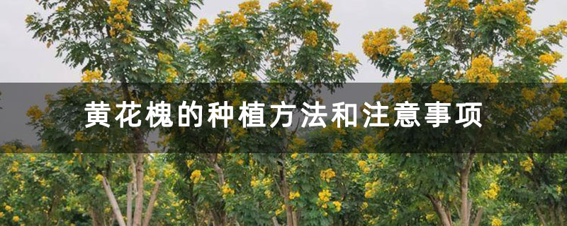 黄花槐的种植方法和注意事项 黄花槐的种植方法和注意事项