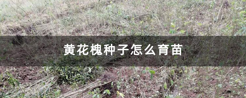 黄花槐种子怎么育苗 黄花槐种子怎么育苗