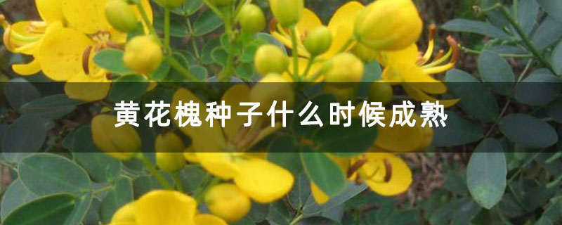黄花槐种子什么时候成熟 黄花槐种子什么时候成熟