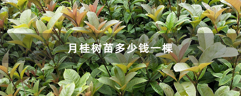 月桂树苗多少钱一棵 月桂树苗多少钱一棵