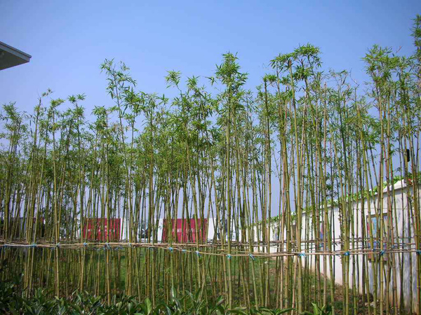 刚竹 刚竹
