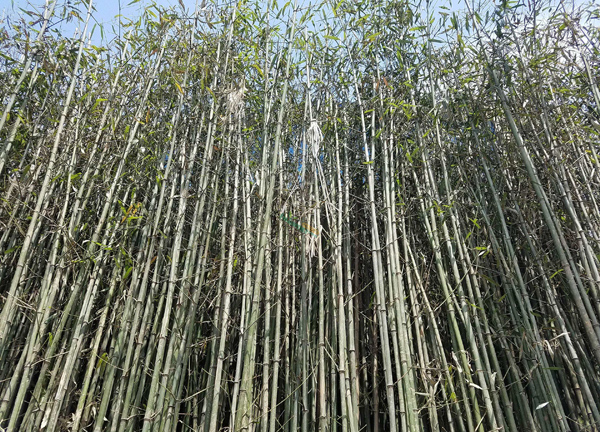 刚竹 刚竹