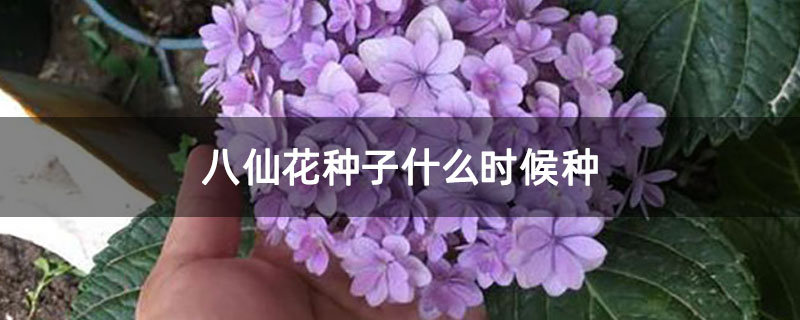 八仙花种子什么时候种 八仙花种子什么时候种