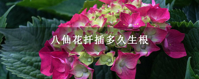 八仙花扦插多久生根 八仙花扦插多久生根