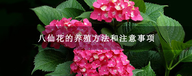 八仙花的养殖方法和注意事项 八仙花的养殖方法和注意事项