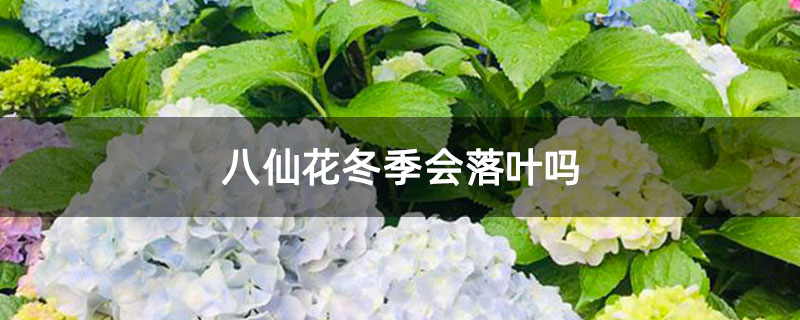 八仙花冬季会落叶吗 八仙花冬季会落叶吗