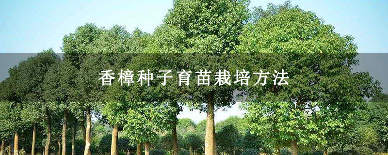 香樟种子育苗栽培方法 香樟种子育苗栽培方法