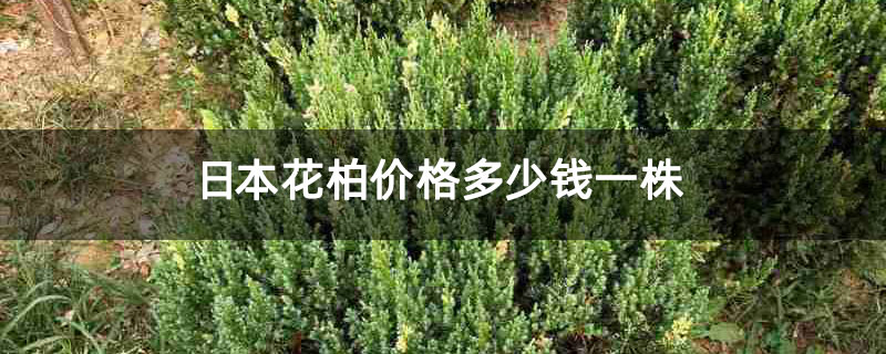 日本花柏价格多少钱一株 日本花柏价格多少钱一株