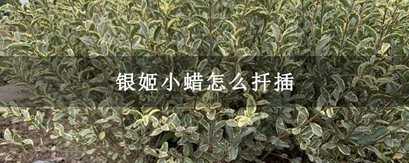 银姬小蜡怎么扦插 银姬小蜡怎么扦插
