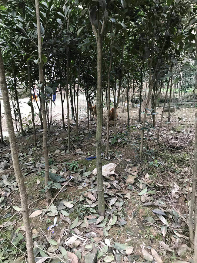 金桂多少钱一棵?2020年金桂价格最新行情预测 金桂多少钱一棵?2020年金桂价格最新行情预测