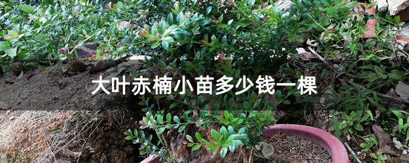 大叶赤楠小苗多少钱一棵 大叶赤楠小苗多少钱一棵