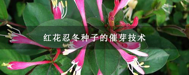 红花忍冬 红花忍冬