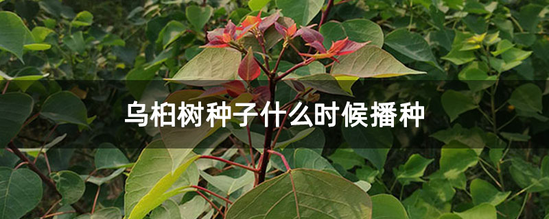乌桕树种子什么时候播种 乌桕树种子什么时候播种