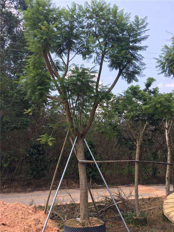 蓝花楹树苗 蓝花楹树苗