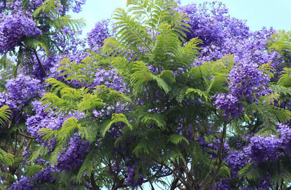 蓝花楹 蓝花楹
