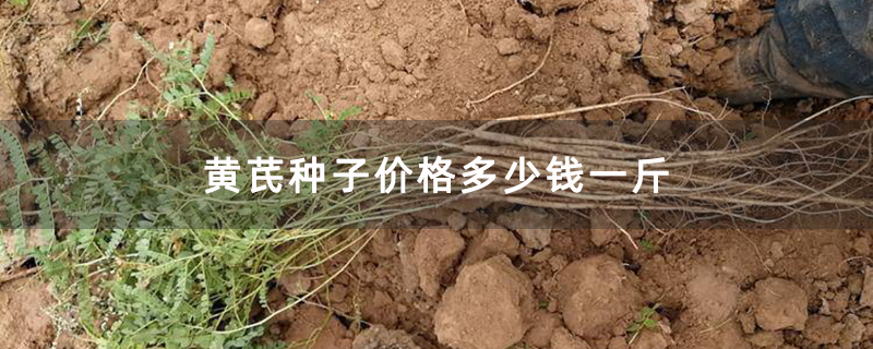 黄芪苗 黄芪苗