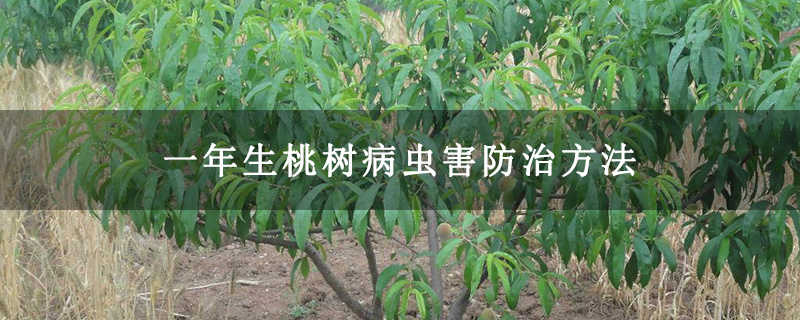 一年生桃树病虫害防治方法 一年生桃树病虫害防治方法