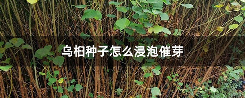 乌桕种子怎么浸泡催芽 乌桕种子怎么浸泡催芽