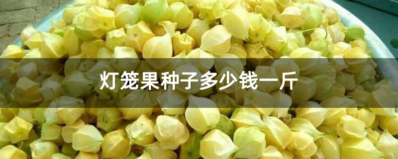 灯笼果种子多少钱一斤