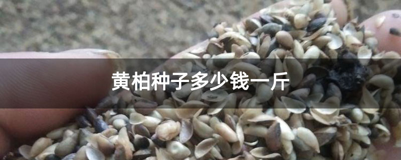 黄柏种子多少钱一斤 黄柏种子多少钱一斤