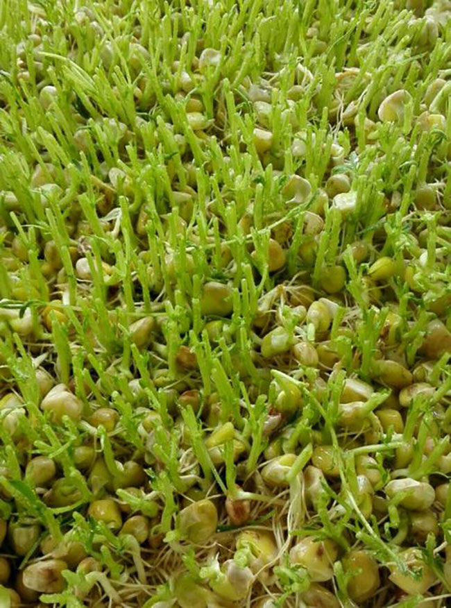 松柳苗怎么种?种植松柳苗技术方法