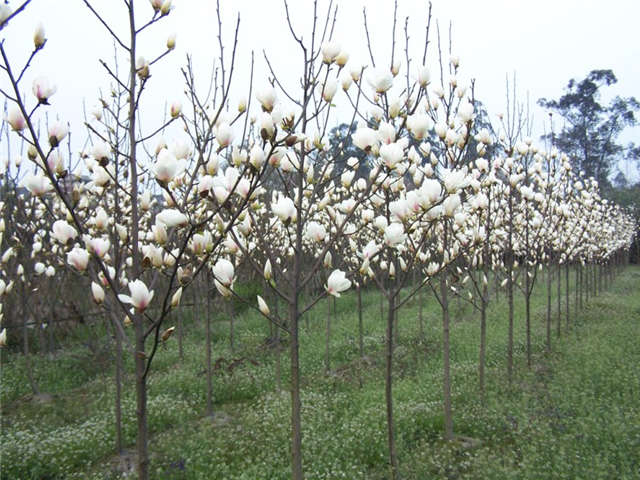 沭阳长景园林白玉兰种植基地实拍图片 沭阳长景园林白玉兰种植基地实拍图片