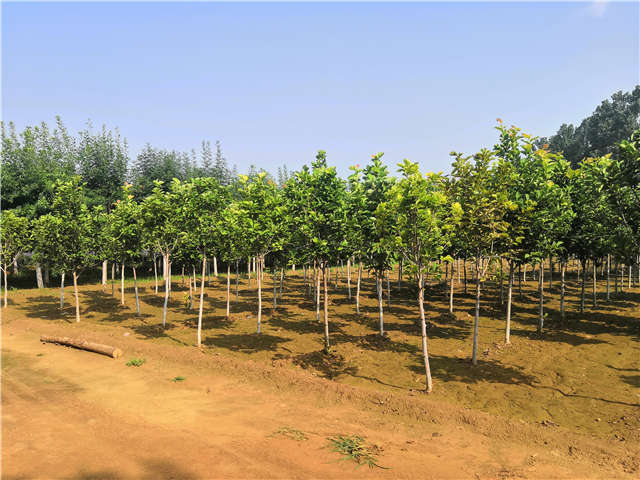 沭阳长景园林白玉兰种植基地实拍图片 沭阳长景园林白玉兰种植基地实拍图片