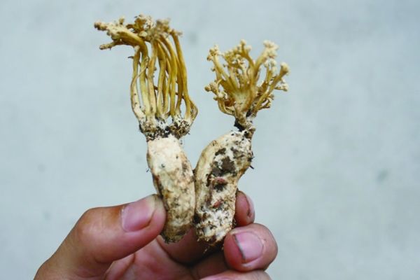金蝉花 金蝉花