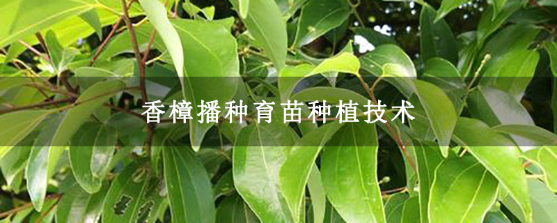 香樟播种育苗种植技术 香樟播种育苗种植技术