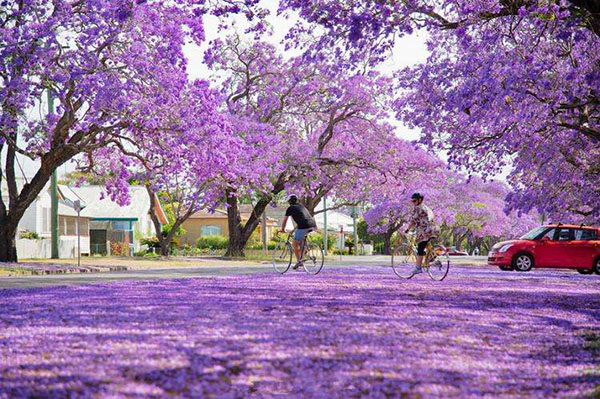 蓝花楹大道 蓝花楹大道