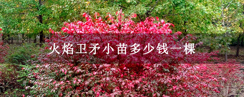 火焰卫矛小苗多少钱一棵 火焰卫矛小苗多少钱一棵