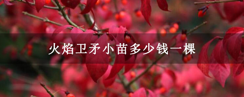 火焰卫矛小苗多少钱一棵 火焰卫矛小苗多少钱一棵