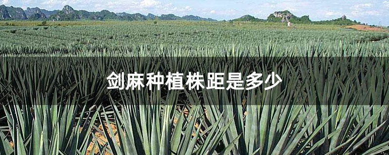 剑麻种植株距是多少 剑麻种植株距是多少