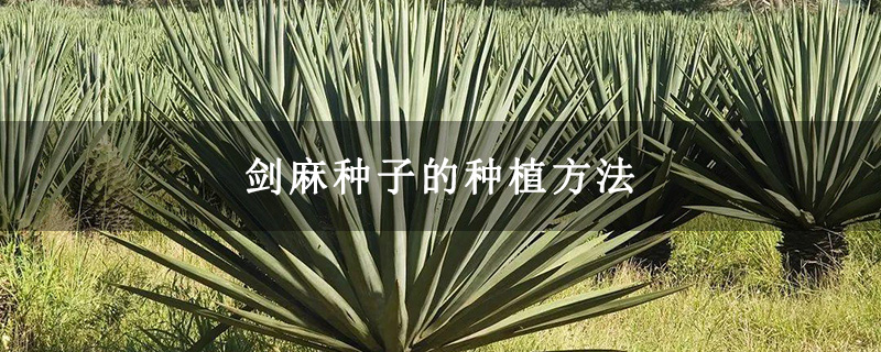 剑麻种子的种植方法 剑麻种子的种植方法