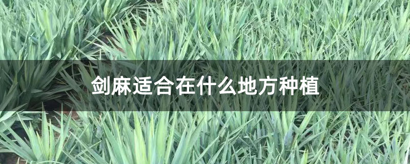 剑麻适合在什么地方种植 剑麻适合在什么地方种植