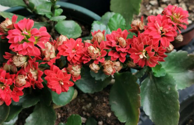 长寿花 长寿花