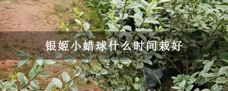 银姬小蜡球什么时间栽好 银姬小蜡球什么时间栽好