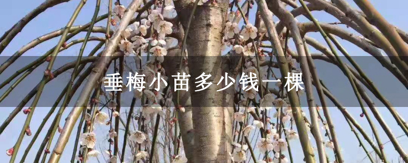 垂梅小苗多少钱一棵