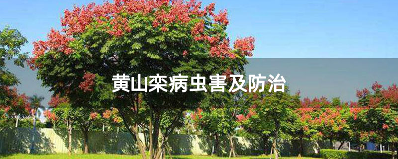 黄山栾病虫害及防治 黄山栾病虫害及防治