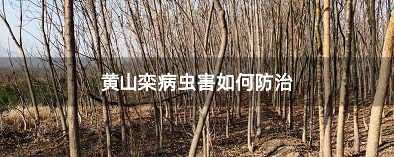 黄山栾病虫害如何防治 黄山栾病虫害如何防治