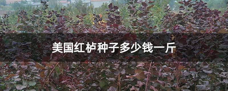 美国红栌种子多少钱一斤 美国红栌种子多少钱一斤