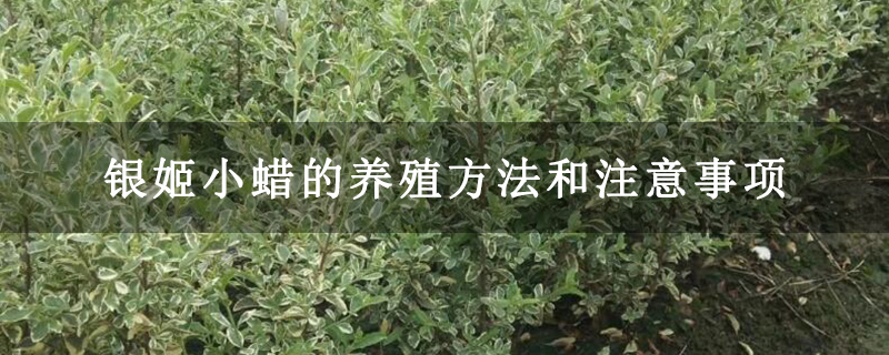 银姬小蜡的养殖方法和注意事项 银姬小蜡的养殖方法和注意事项