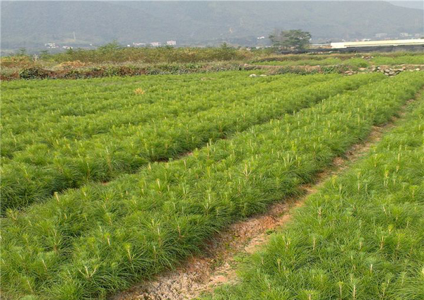 松树苗 松树苗