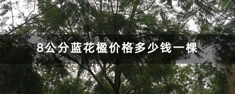 8公分蓝花楹价格多少钱一棵 8公分蓝花楹价格多少钱一棵