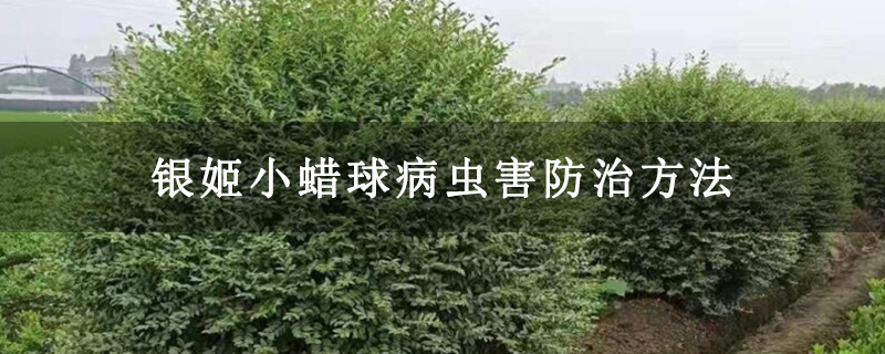 银姬小蜡球病虫害防治方法 银姬小蜡球病虫害防治方法