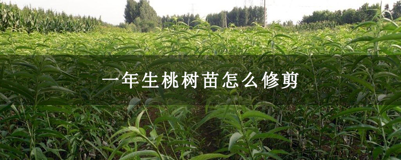 一年生桃树苗怎么修剪 一年生桃树苗怎么修剪